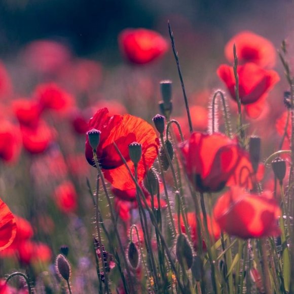 Calvin Klein Jeans Power Stretch Skinny Crop Pedal Pushers in Wildflower Sz 4 - Picture 8 of 10